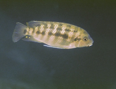 Petrotilapia sp. 'black flank' Mphanga Rocks